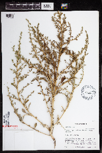 Amaranthus albus image
