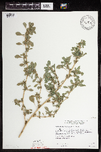 Amaranthus blitoides image