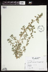 Amaranthus blitoides image