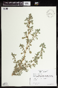 Amaranthus blitoides image
