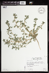 Amaranthus blitoides image