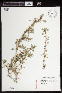 Amaranthus blitoides image