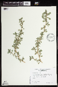 Amaranthus blitoides image