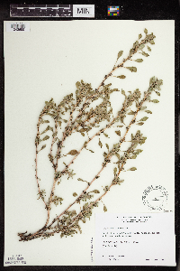 Amaranthus blitoides image