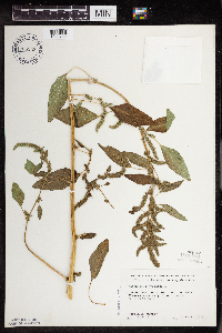 Media resource of Amaranthus hybridus