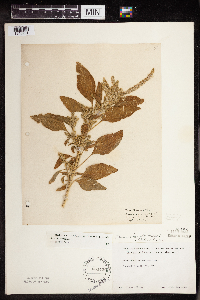 Amaranthus hybridus image