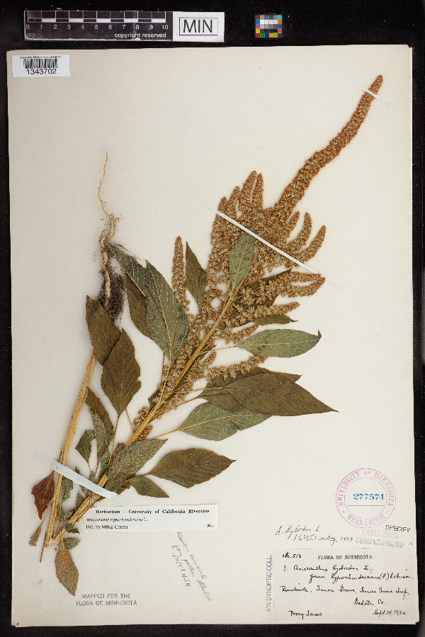 Amaranthus hypochondriacus image