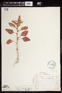 Amaranthus hypochondriacus image