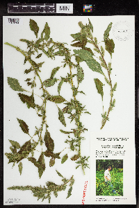 Media resource of Amaranthus palmeri