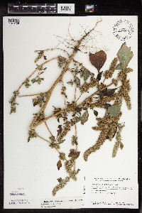 Amaranthus powellii image
