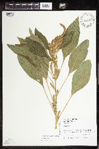 Amaranthus powellii image