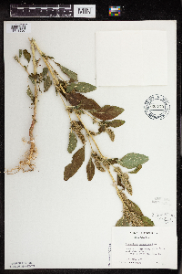 Amaranthus powellii image