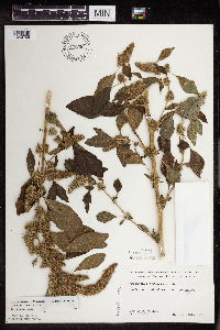 Amaranthus powellii image