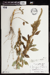 Amaranthus powellii image