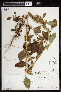 Amaranthus powellii image