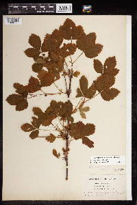 Rubus groutianus image