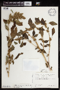 Amaranthus powellii image