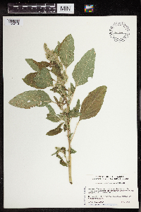 Amaranthus retroflexus image