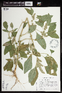 Amaranthus retroflexus image