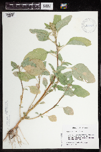 Amaranthus retroflexus image