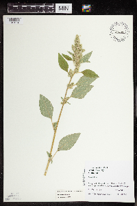 Amaranthus retroflexus image