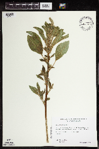 Amaranthus retroflexus image