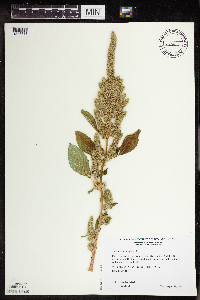 Amaranthus retroflexus image