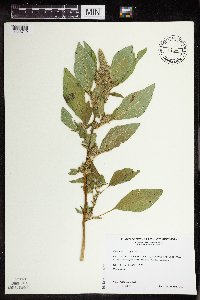 Amaranthus retroflexus image