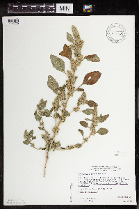 Amaranthus retroflexus image