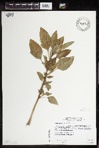 Amaranthus retroflexus image