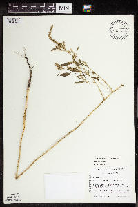 Amaranthus tuberculatus image