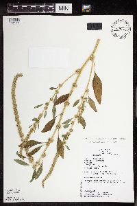 Amaranthus tuberculatus image