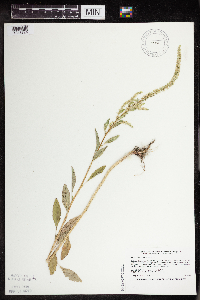 Amaranthus tuberculatus image