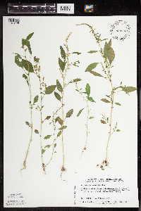 Amaranthus tuberculatus image