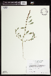 Amaranthus tuberculatus image