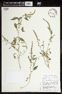 Amaranthus tuberculatus image