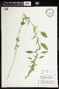 Amaranthus tuberculatus image