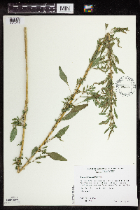 Amaranthus tuberculatus image