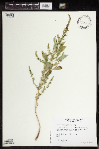 Amaranthus tuberculatus image
