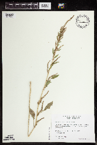 Amaranthus tuberculatus image
