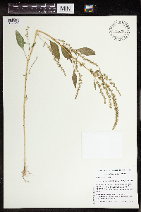 Amaranthus tuberculatus image
