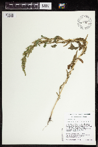 Amaranthus tuberculatus image