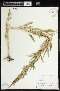 Amaranthus tuberculatus image