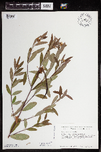 Image Associated With the Occurrence