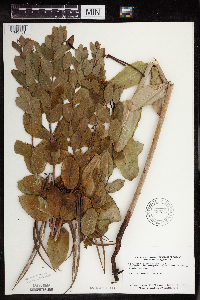 Image Associated With the Occurrence