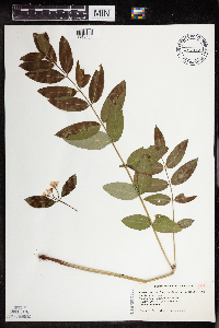 Apocynum x floribundum image