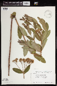 Apocynum x floribundum image