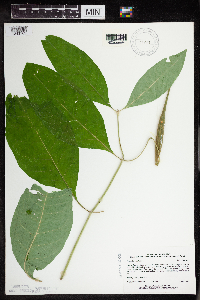 Asclepias exaltata image