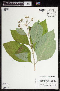 Asclepias exaltata image