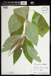 Asclepias exaltata image